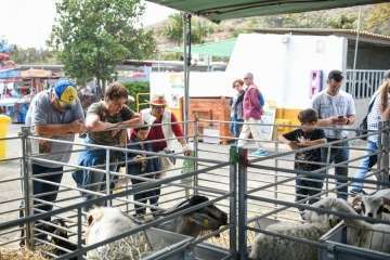 Más de 900 animales en la Feria de Ganado de Gran Canaria (Foto TA)
